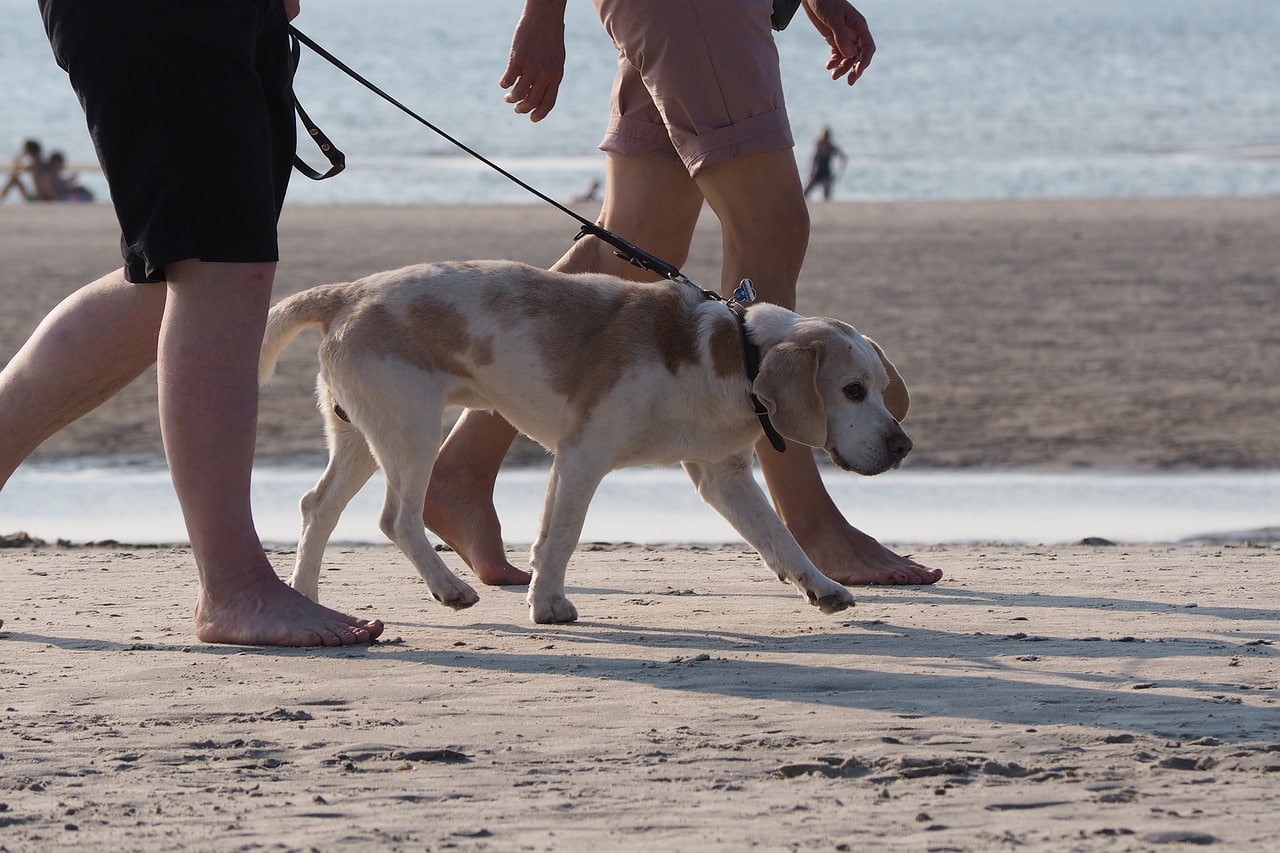 beach-1671560_1280