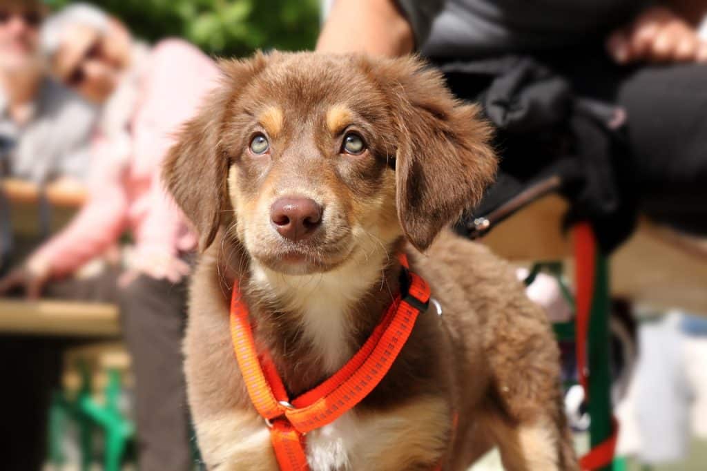 dog, puppy, snout-1912730.jpg