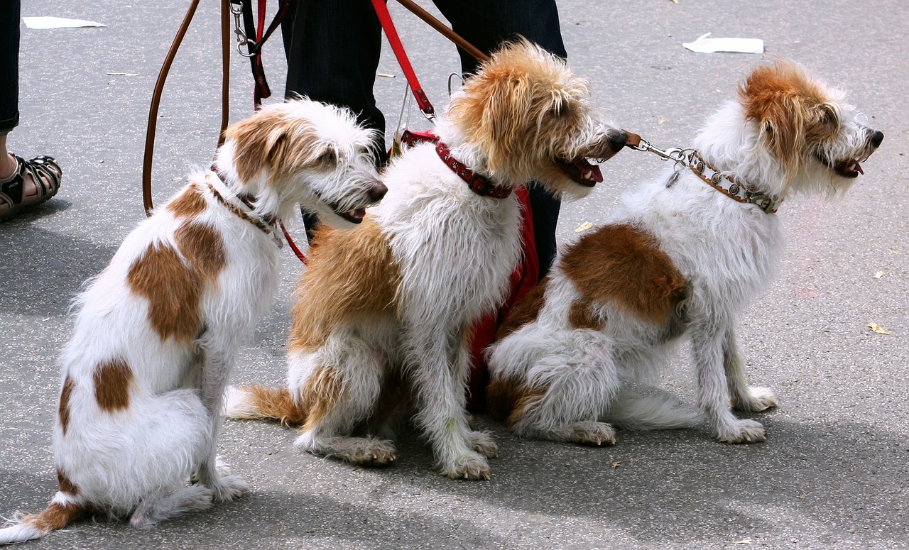 dogs, canines, pets-91689.jpg