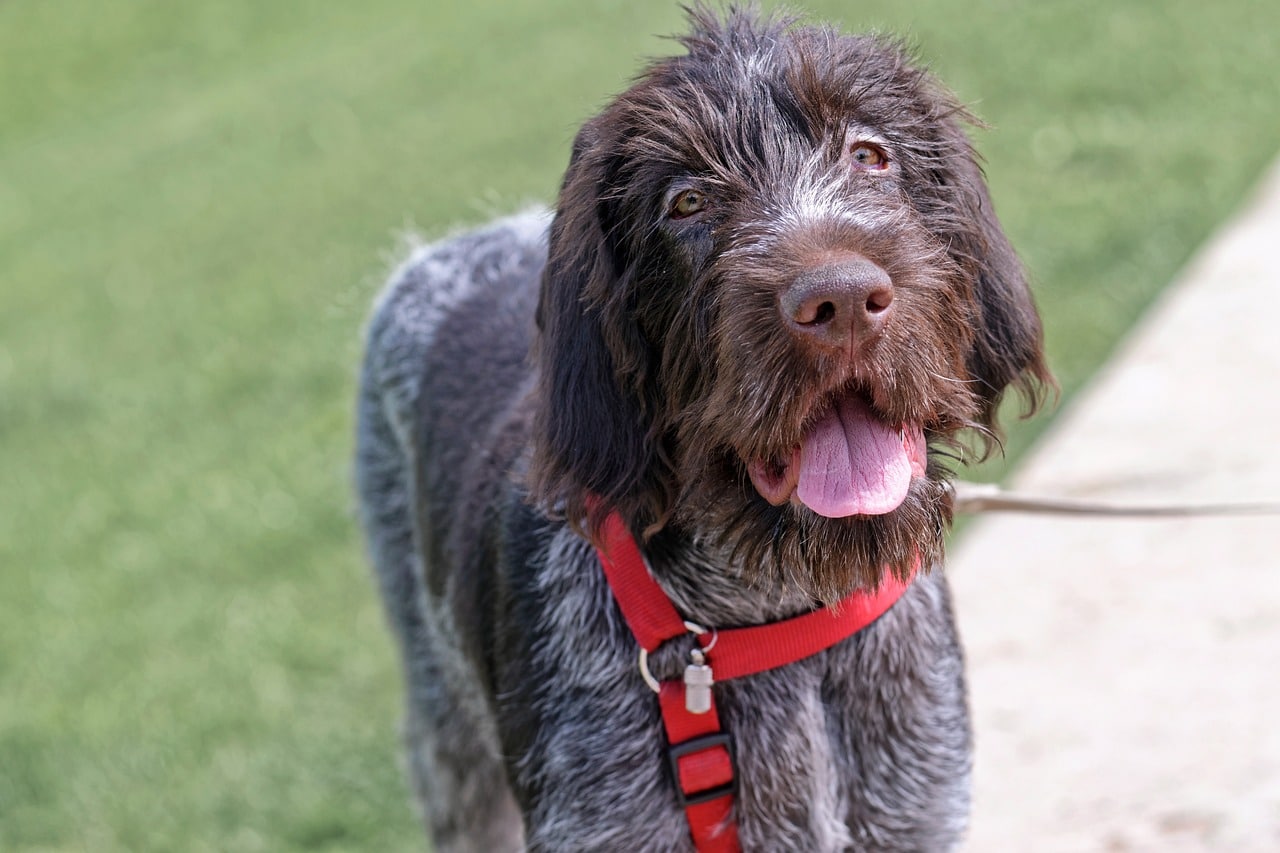 dog, pet, canine-6472545.jpg