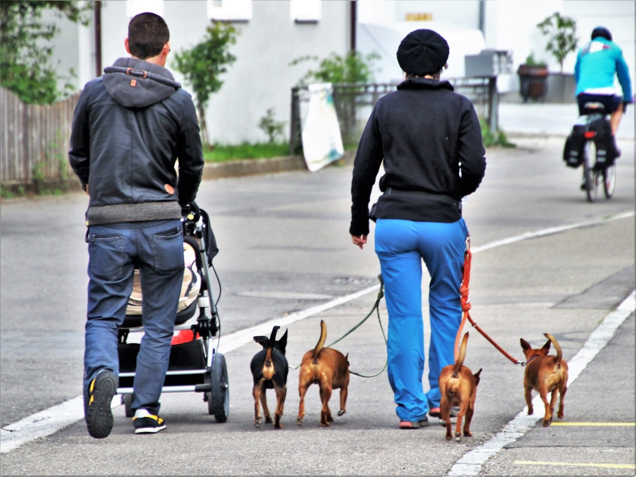 domestic dog, street, people-3373734.jpg