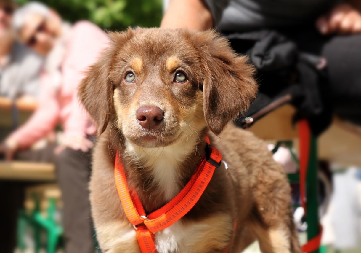 dog, puppy, snout-1912730.jpg